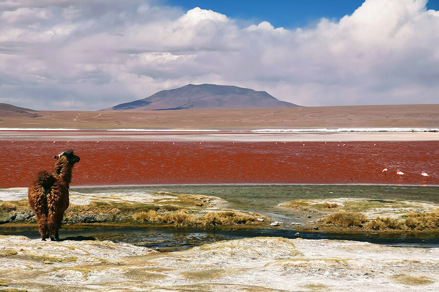 Laguna Colorada