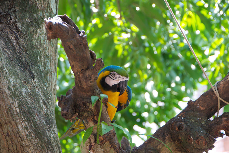 Amazon Jungle - Blue-throated Macaw